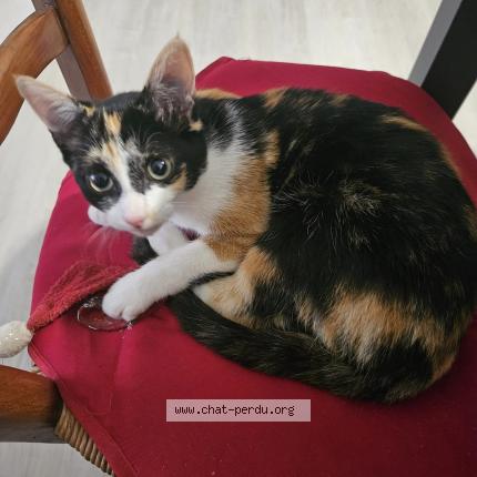 Photo 1/1 Chat retrouvé Perdu à Mareuil Sur Lay Dissais