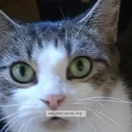Photo 1/1 Chat retrouvé Perdu à Roubaix
