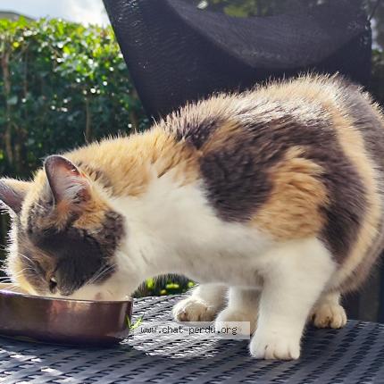 Photo de chat trouvé à Saint Ave