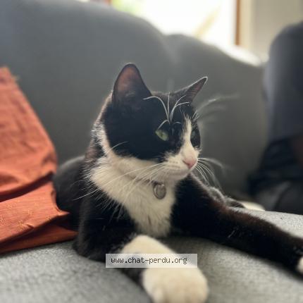 Photo 1/1 U-bahn Chat perdu à L hay les roses