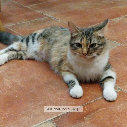 Photo 1/1 Maïa Chat perdu à Pailhes