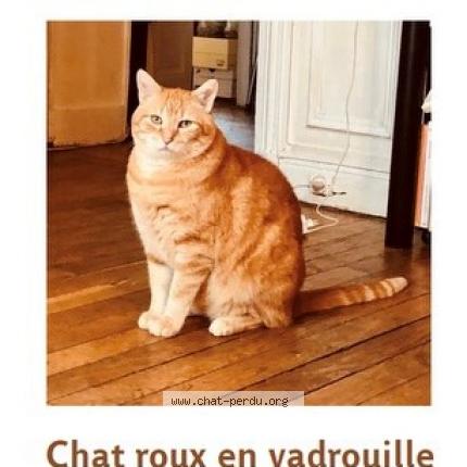 Photo 1/1 Chat retrouvé Perdu à Ivry Sur Seine