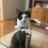 Photo de chat perdu à Sartrouville