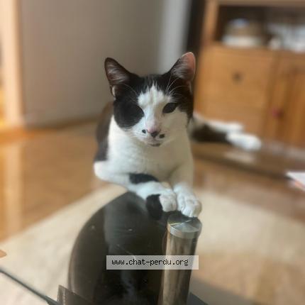 Photo 1/1 Chat retrouvé Perdu à Sartrouville