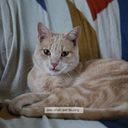Photo 1/1 Chat retrouvé Perdu à Saint Maur Des Fosses