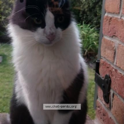 Photo de chat trouvé à Baisieux