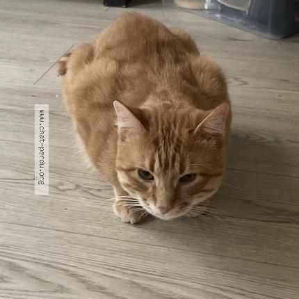 Photo 1/1 Chat retrouvé Perdu à Saint Etienne