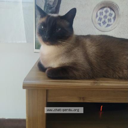 Photo 1/1 Sunny Chat perdu à Plougastel daoulas