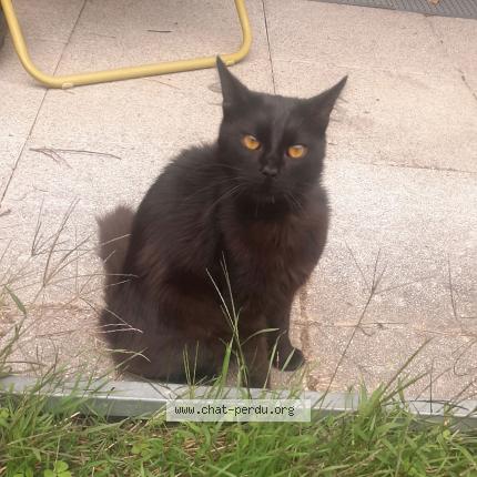 Photo de chat trouvé à Toulouse