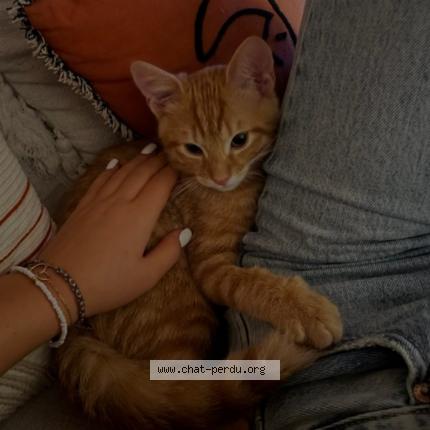 Photo 1/1 Chat retrouvé Perdu à Rosieres Pres Troyes