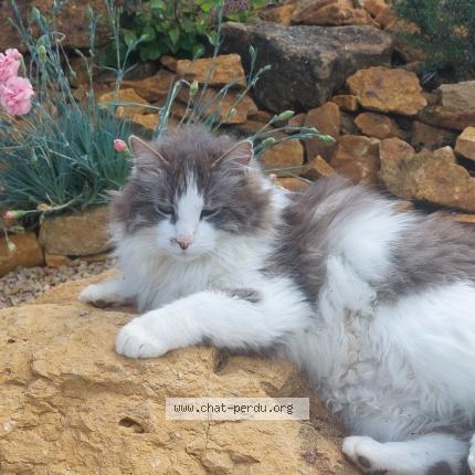 Photo 1/1 Chat retrouvé Perdu à Saint Desert