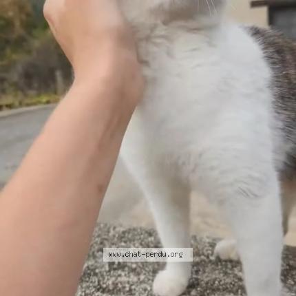 Photo de chat trouvé à Villemolaque