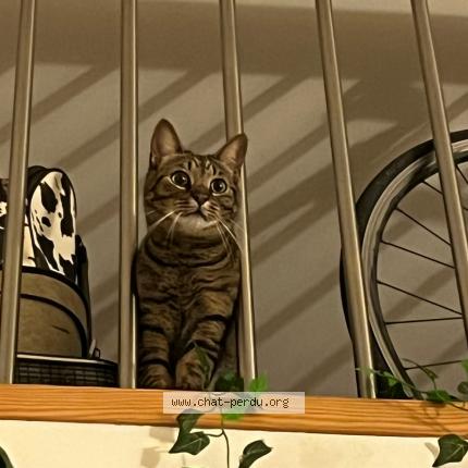 Photo 1/1 Chat retrouvé Perdu à Quartier Des Coutures Bagnolet