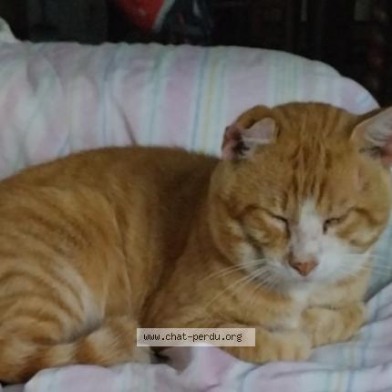 Photo de chat perdu à Perigueux