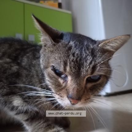 Photo de chat trouvé à Frangy