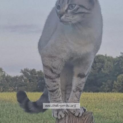 Photo de chat perdu à Sainte Marie De Gosse