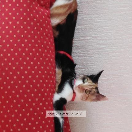 Photo de chat perdu à Onzain
