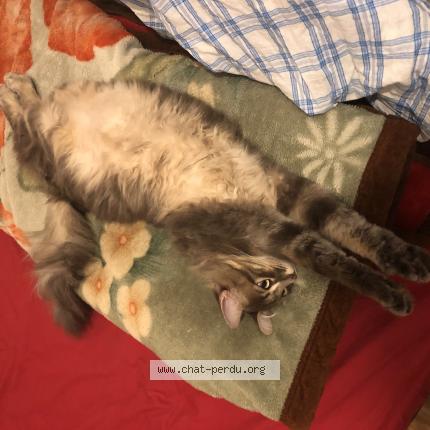 Photo 1/1 Minou Chat perdu à Reims