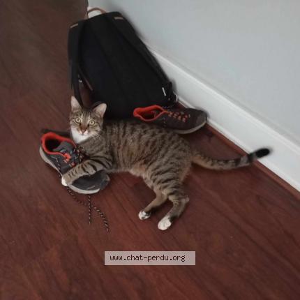 Photo de chat perdu à Mulhouse