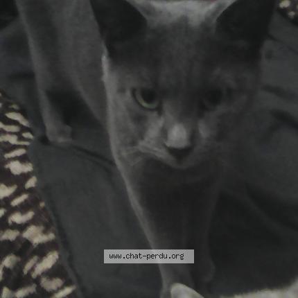 Photo 1/1 Oyat Chat perdu à Soulac sur mer