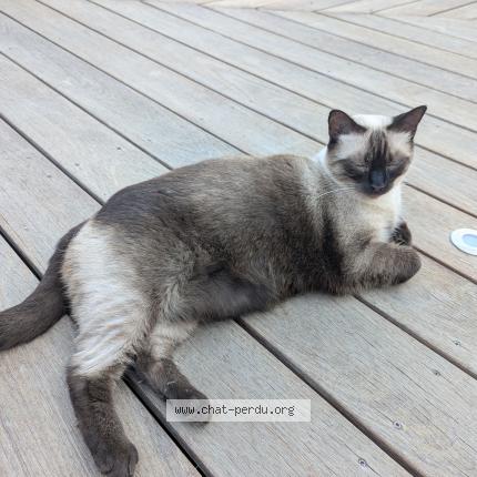 Photo 1/1 Lily Chat perdu à Pietrosella