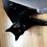 Photo de chat perdu à Bourg En Bresse