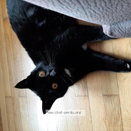 Photo 1/1 Chat retrouvé Perdu à Bourg en bresse