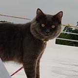 Photo de chat perdu à Hyderabad
