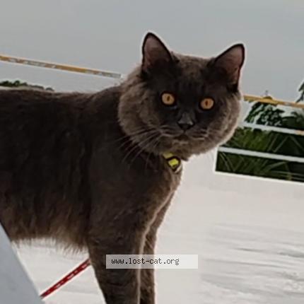 Photo 1/1 Cici Chat perdu à Hyderabad