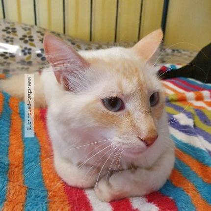 Photo 1/1 Milky Chat perdu à Saint julien le montagnier