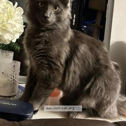 Photo 1/1 Barny Chat perdu à Liverpool