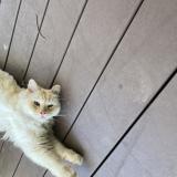 Photo de chat perdu à Sydney