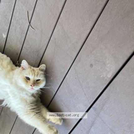 Photo 1/1 PADDI Chat perdu à Sydney