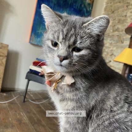 Photo de chat perdu à Pleine Fougeres