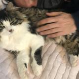 Photo de chat perdu à Saint Genis Pouilly