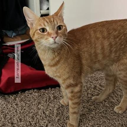 Photo 1/1 Manua Chat perdu à Bruxelles