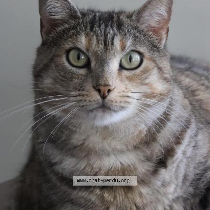 Photo 1/1 Chat retrouvé Perdu à Olonne Sur Mer