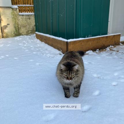 Photo de chat perdu à Osny