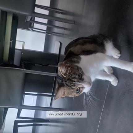 Photo de chat trouvé à Montmorency