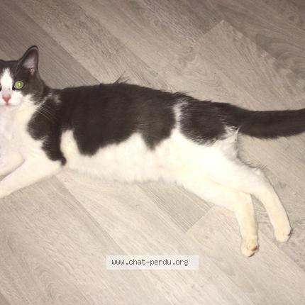 Photo de chat perdu à St Julien De L Herms