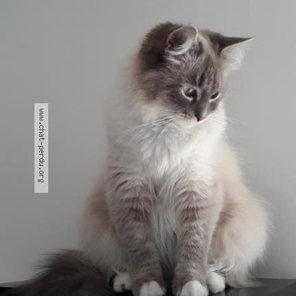 Photo 1/1 PLUME Chat perdu à Marseille