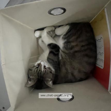 Photo de chat perdu à Chateaudun