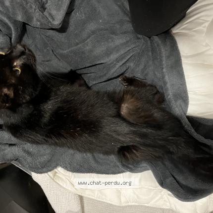 Photo 1/1 Chat retrouvé Trouvé à Scorbe Clairvaux