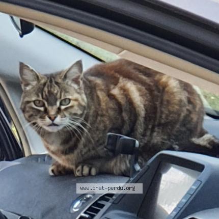 Photo 1/1 Mimine Chat perdu à Saint martin de seignanx