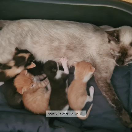 Photo 1/1 NINA PATAPOUF Chat perdu à Brezins