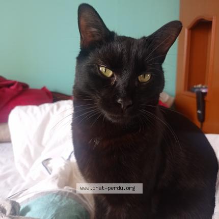 Photo de chat perdu à La Souterraine