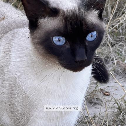 Photo 1/1 Chat retrouvé Perdu à Saint Aignan