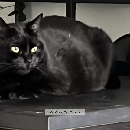 Photo de chat perdu à Blagnac