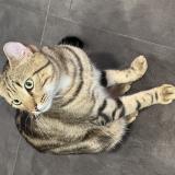 Photo de chat perdu à Rambouillet