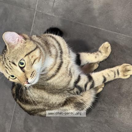 Photo 1/1 Chat retrouvé Perdu à Rambouillet
